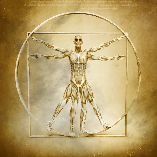 Anatomie vitruvian Man — Stock fotografie