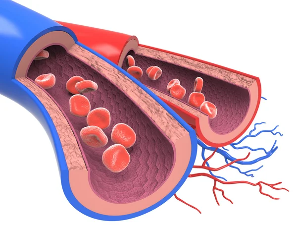 Arteries and veins — Stock Photo, Image