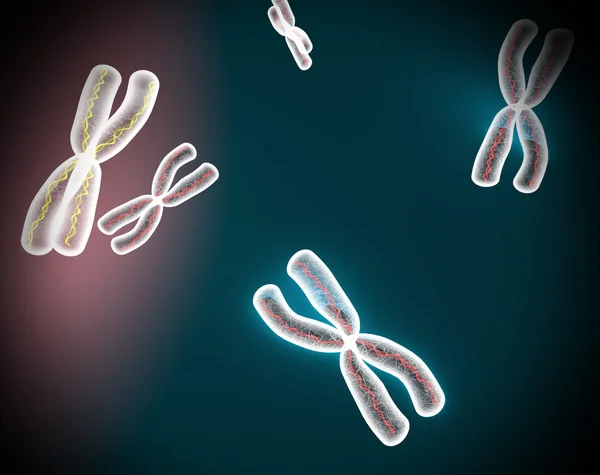 Chromosomes x — Photo