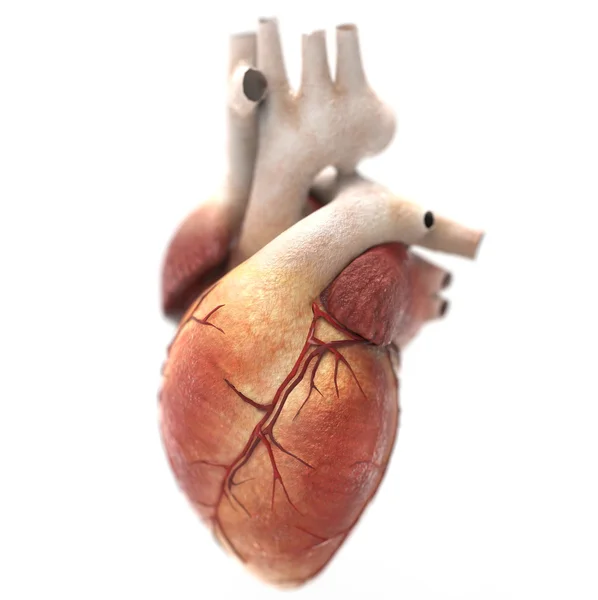 Human heart anatomy — Stock Photo, Image