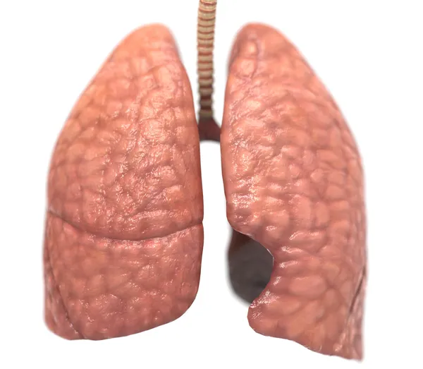 Healthy lungs — Stock Photo, Image