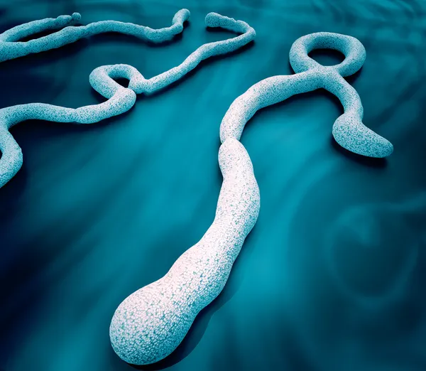 Ebola virüsü — Stok fotoğraf