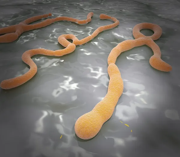 Virus del Ébola — Foto de Stock