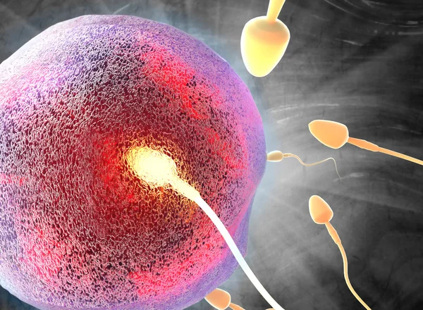 The process of fertilization — Stock Photo, Image