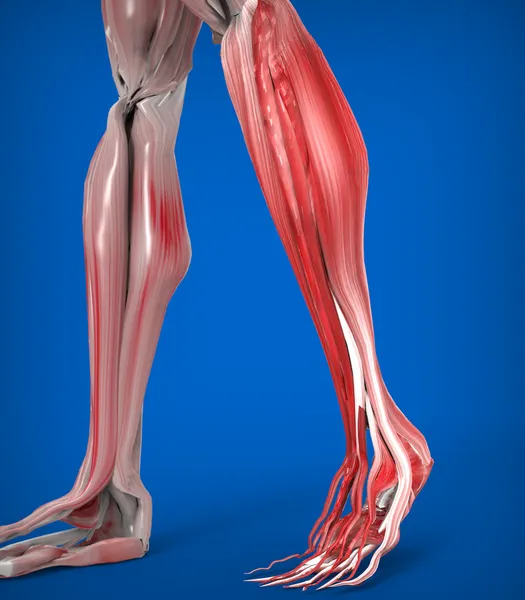 Dolna anatomia mięśni nóg — Zdjęcie stockowe