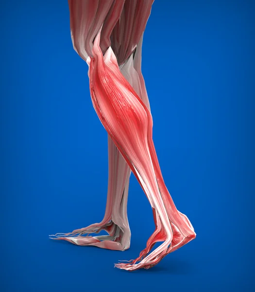 Spodní nohy svaly anatomie — Stock fotografie