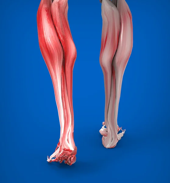 Lower Legs Muscles Anatomy — Stock Photo, Image