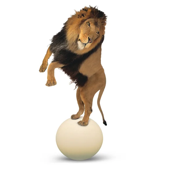 Leeuw balanceren op een grote bal — Stockfoto