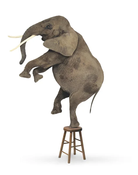 Acrobate éléphant — Photo