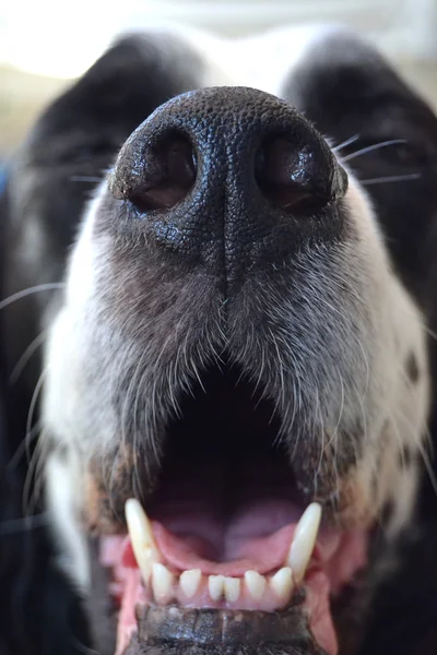 Собака с открытым ртом — стоковое фото