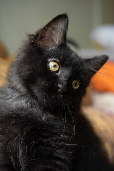 Pequeno Gato Preto Gato Persa — Fotografia de Stock