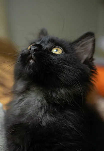 Μικρή Μαύρη Γάτα Περσική Γάτα — Φωτογραφία Αρχείου