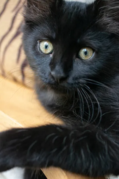 Mały Czarny Kot Kot Perski — Zdjęcie stockowe
