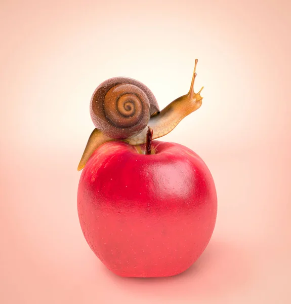 Caracol Arrastra Sobre Una Manzana Roja Fondo Rosa Ilustración —  Fotos de Stock