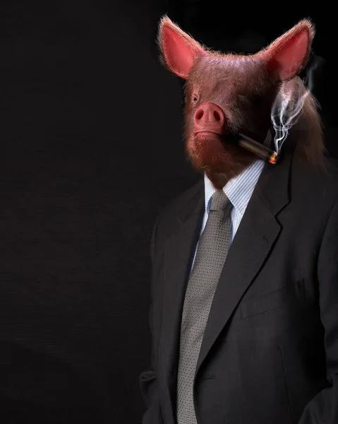 Homem Cabeça Porco Fumando Charuto Vestido Com Casaco — Fotografia de Stock