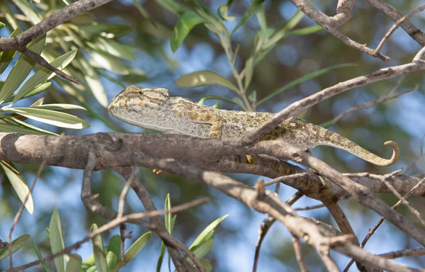 Kameleon Gałęzi Drzewa Lesie — Zdjęcie stockowe