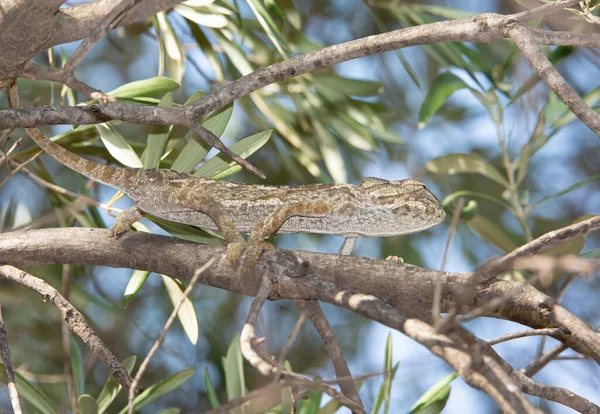 Caméléon Sur Une Branche Arbre Dans Les Bois — Photo