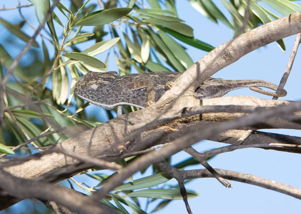 Kameleon Gałęzi Drzewa Lesie — Zdjęcie stockowe