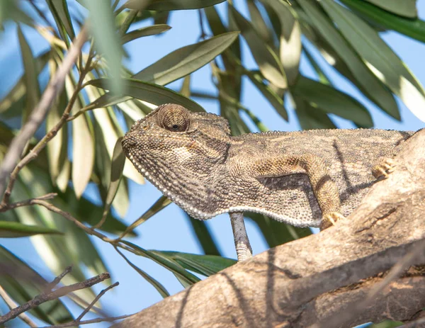 Caméléon Sur Une Branche Arbre Dans Les Bois — Photo