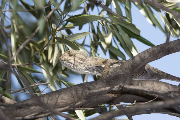 Camaleonte Ramo Albero Nel Bosco — Foto Stock