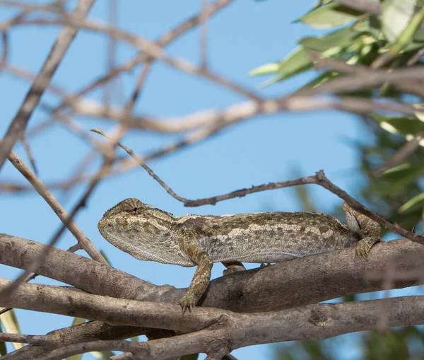 Kameleon Een Boomtak Het Bos — Stockfoto