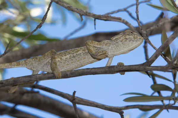 Caméléon Sur Une Branche Arbre Dans Les Bois — Photo