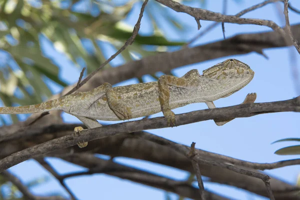 Caméléon Sur Une Branche Arbre Dans Les Bois — Photo