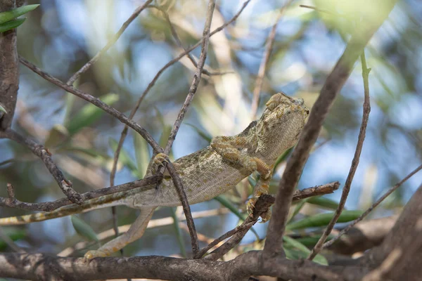 Camaleón Una Rama Árbol Bosque — Foto de Stock