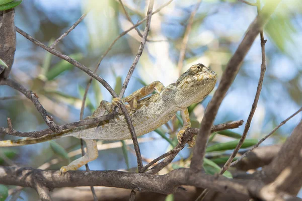 Caméléon Sur Une Branche Arbre Dans Les Bois — Photo