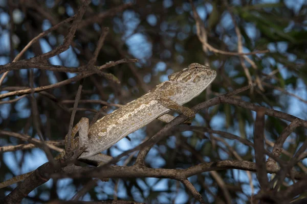 Chameleon Větvi Stromu Lese — Stock fotografie