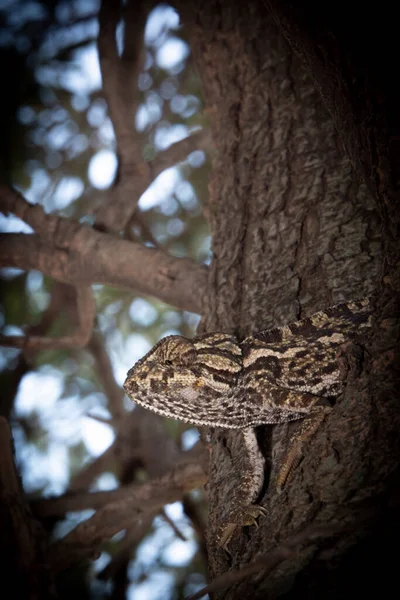 Camaleón Una Rama Árbol Bosque — Foto de Stock