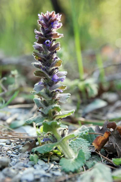 Première fleur sauvage printanière — Photo