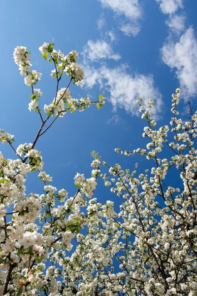 White flowers(apple-tree) — Stock Photo, Image