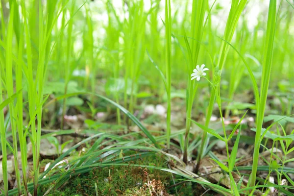 Grass with flower — Stock Photo, Image