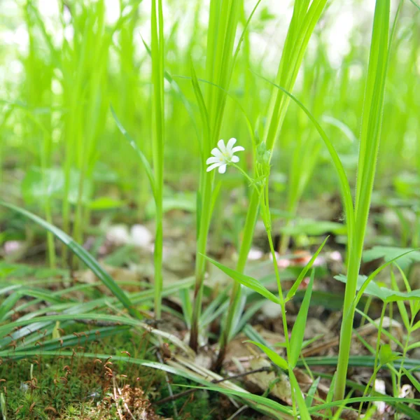 Grass with flower — Stock Photo, Image