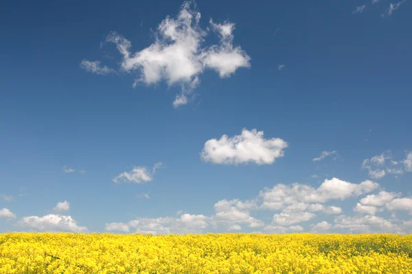 Rapsfeld und blauer Himmel. Deutschland. — Stockfoto