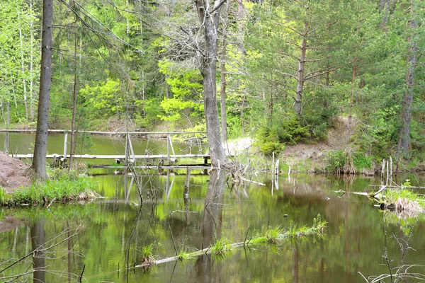 Orman Gölü, Finlandiya. — Stok fotoğraf