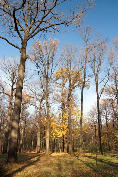 Őszi park — Stock Fotó