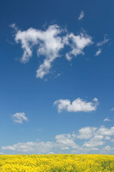 Gelbes Feld und blauer Himmel — Stockfoto