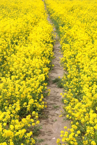 Weg auf dem Feld — Stockfoto