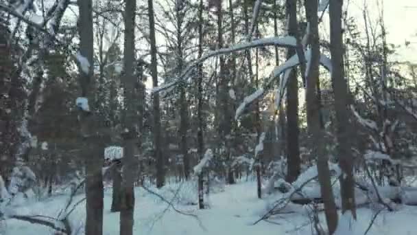Hermoso bosque de invierno a la luz del sol. Nieve blanca fresca y bosque de invierno. — Vídeo de stock