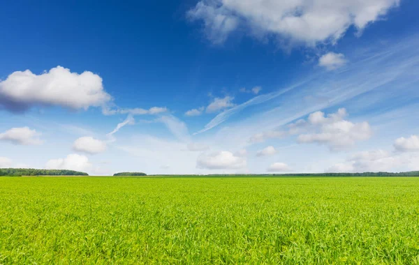 Idyllische Landschaft Blauer Himmel Und Frisches Grünes Gras Bei Schönem — Stockfoto