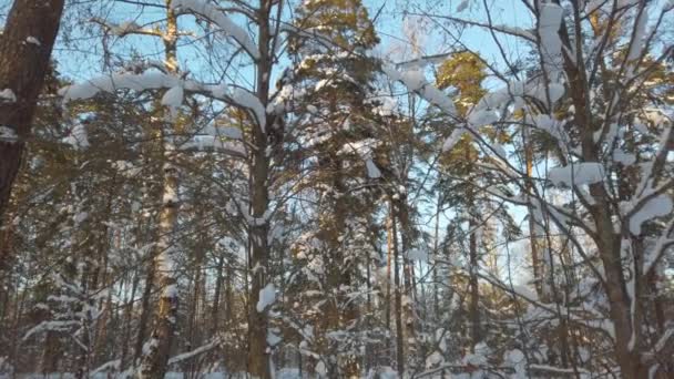 Panorama van het prachtige winterbos. Dennenbomen met vorst en sneeuw. — Stockvideo