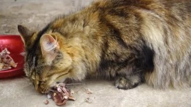 Kedi kemiği yer. Aç kedi tavuk kemiği yer..