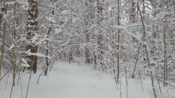 Caminando por la carretera de invierno. Nieve blanca fresca en las ramas del bosque invernal. — Vídeos de Stock