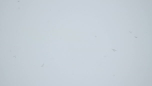 스노우 폴. 눈이 내리지 않는 새하얀 눈이 쌓여 있는 모습. — 비디오