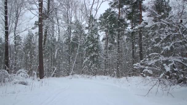 Πτώση χιονιού σε όμορφο δάσος το χειμώνα. Φρέσκο λευκό χιόνι στο χειμερινό δάσος. — Αρχείο Βίντεο
