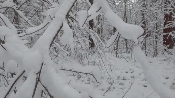 Hermoso bosque de invierno. Cámara a través de la nieve en ramas y árboles. — Vídeos de Stock