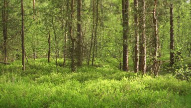 Güneş ışığındaki güzel yeşil kuzey ormanı. Rusya