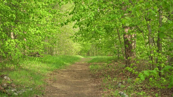 Vacker Grön Skog Solljus Landsväg Genom Skog Royaltyfria Stockfoton